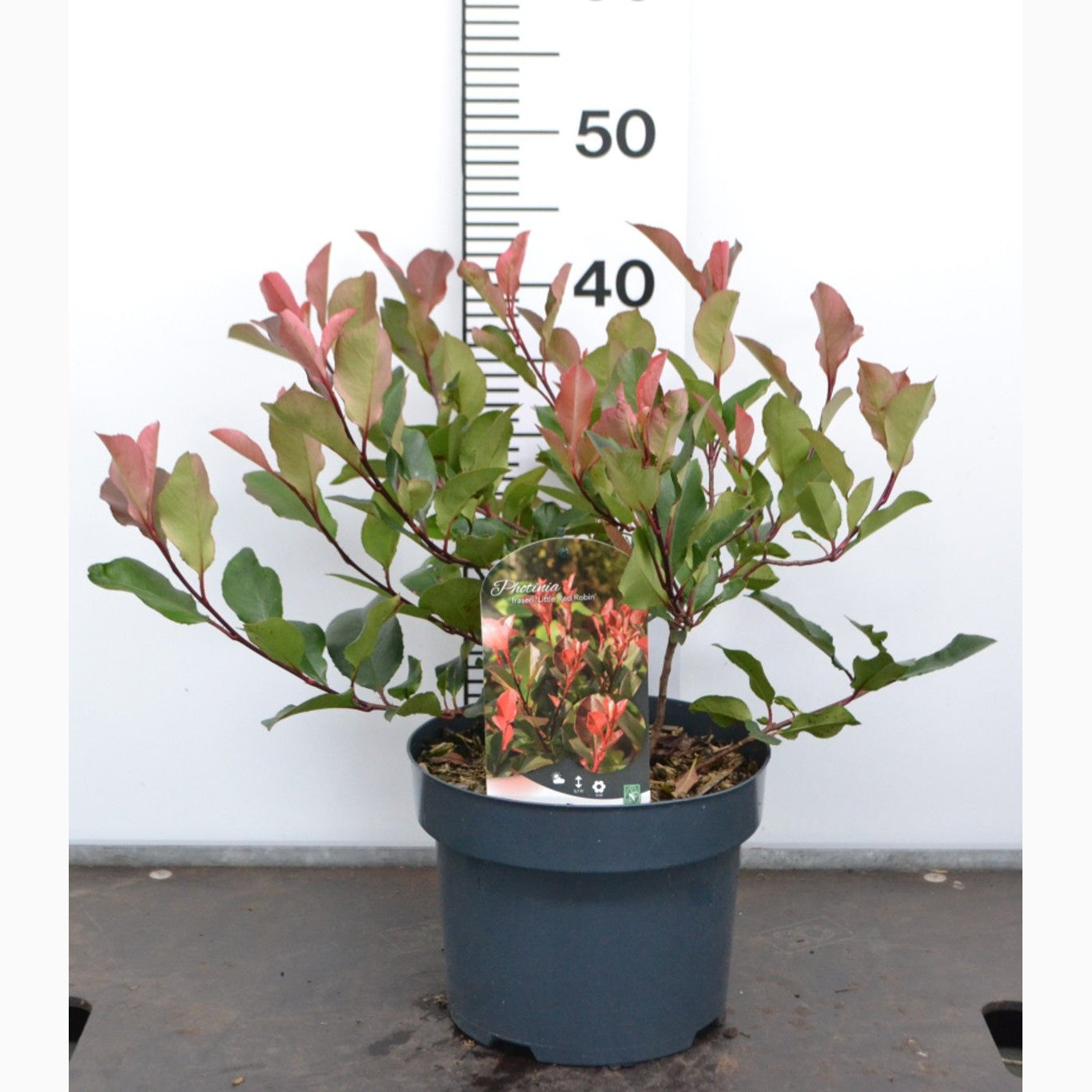 Fotinia – Photinia fraseri 'Little Red Robin' - C3 20-40 CM